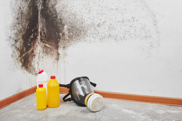 Best Mold Testing  in Edgecliff Village, TX