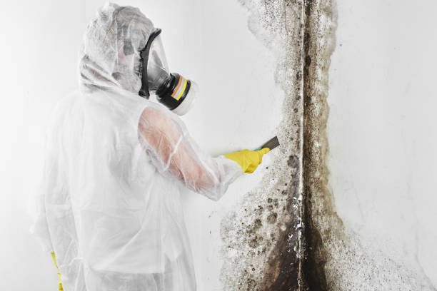 Best Mold Damage Repair  in Edgecliff Village, TX