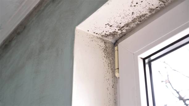 Best Emergency Mold Removal  in Edgecliff Village, TX