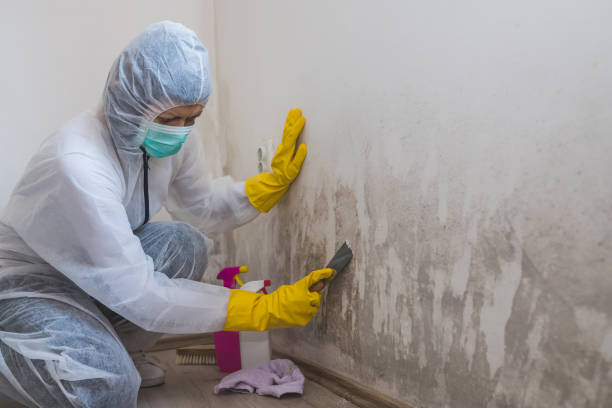 Best Home Mold Removal  in Edgecliff Village, TX