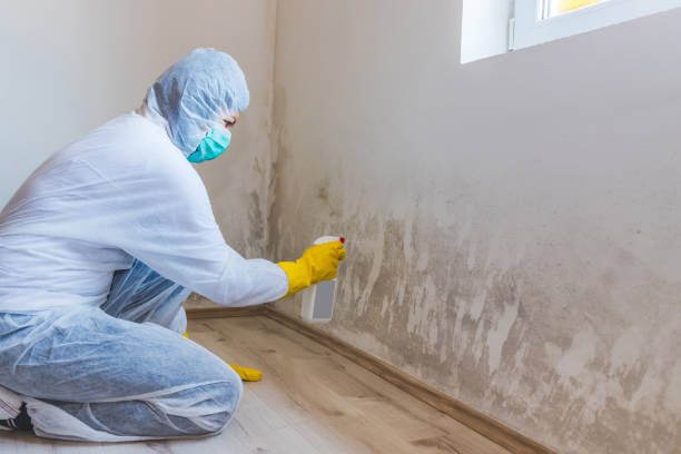 Best Mold Removal Process  in Edgecliff Village, TX