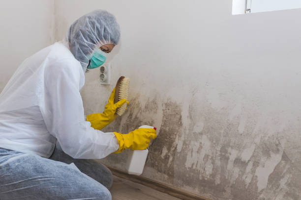 Best Local Mold Removal Service  in Edgecliff Village, TX