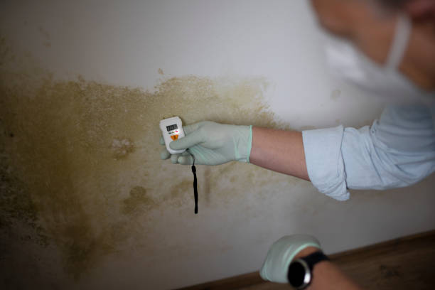 Best Professional Mold Removal  in Edgecliff Village, TX