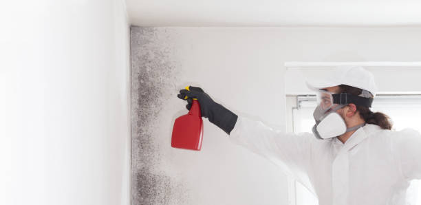 Mold Removal Process in Edgecliff Village, TX
