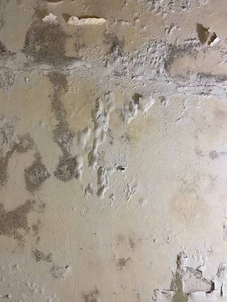 Crawl Space Mold Removal in Edgecliff Village, TX