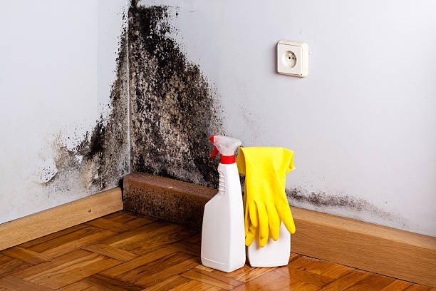 Best Black Mold Removal  in Edgecliff Village, TX