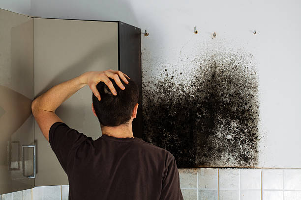 Best Toxic Mold Removal  in Edgecliff Village, TX