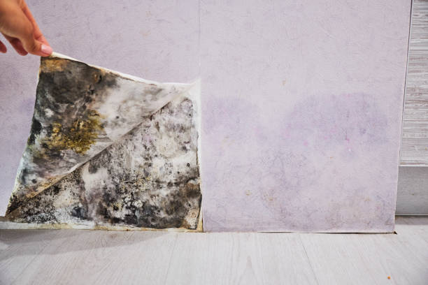 Best Residential Mold Removal  in Edgecliff Village, TX